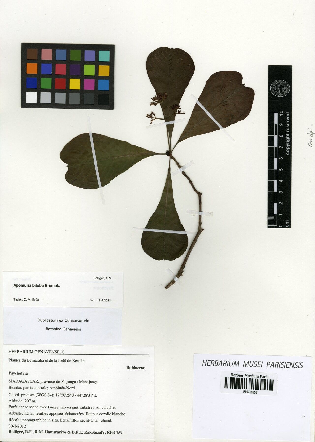 Psychotria biloba — houseplant care guide