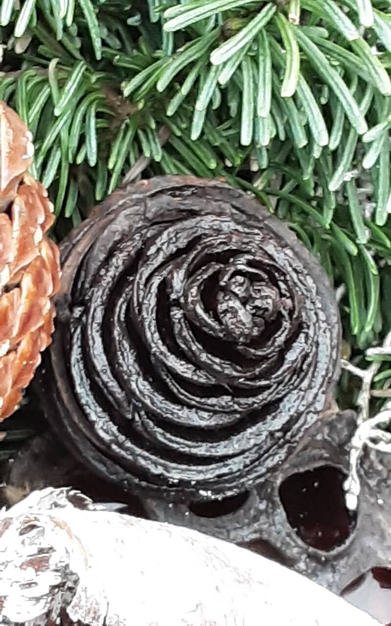 Leucadendron platyspermum — search result for 'Leucadendron'