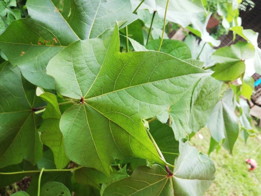 Gossypium hirsutum leaf