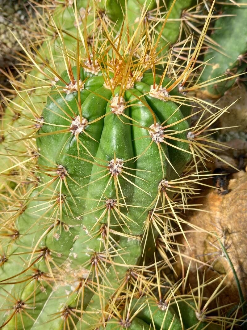 Soehrensia candicans bark