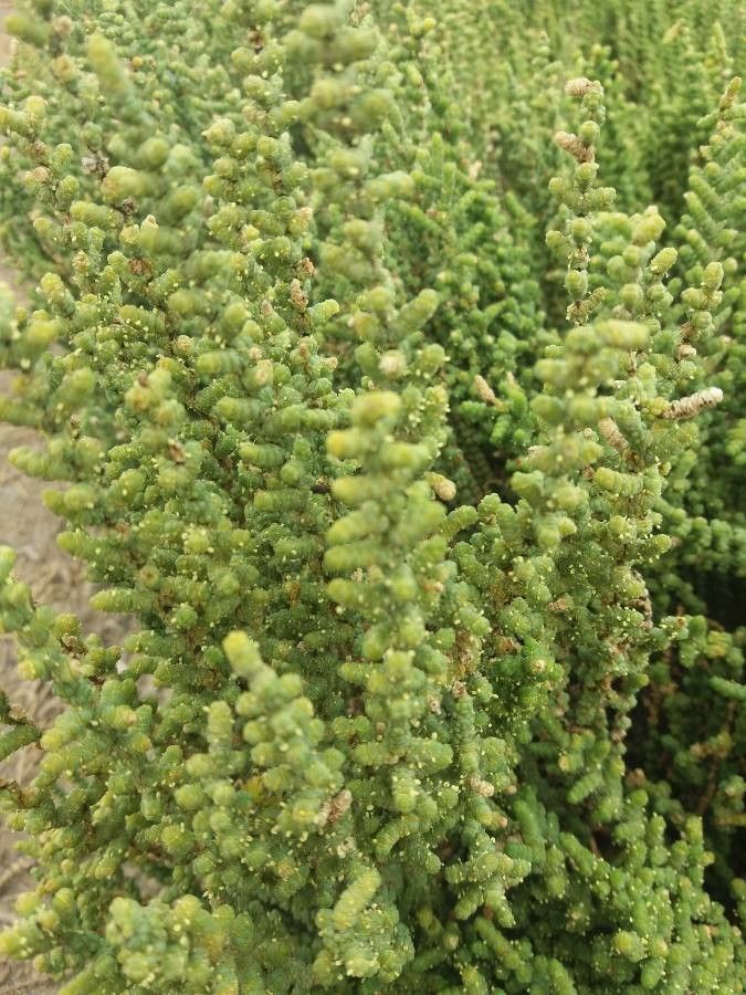 Halocnemum strobilaceum leaf