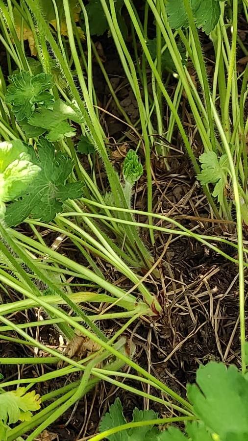 Geranium ibericum bark