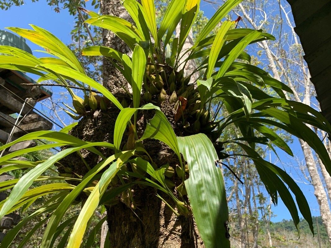 Coelogyne pallida — houseplant care guide