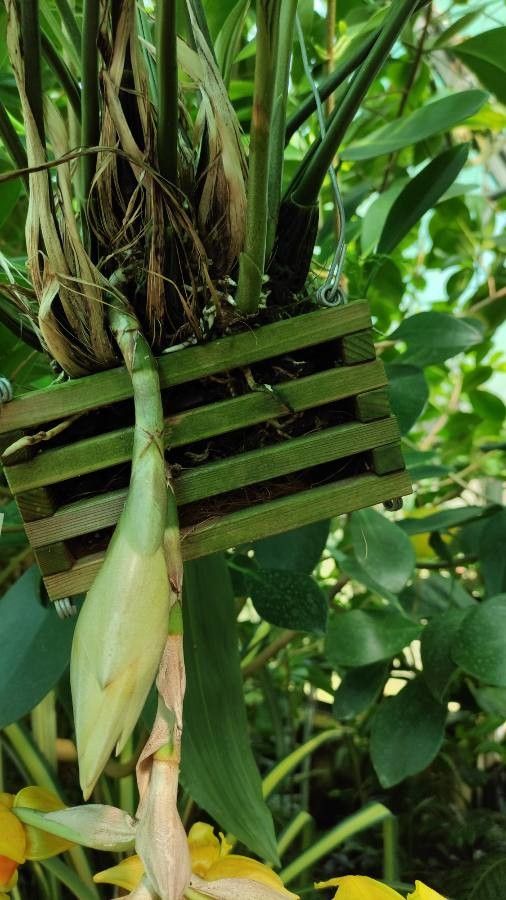 Stanhopea warszewicziana bark