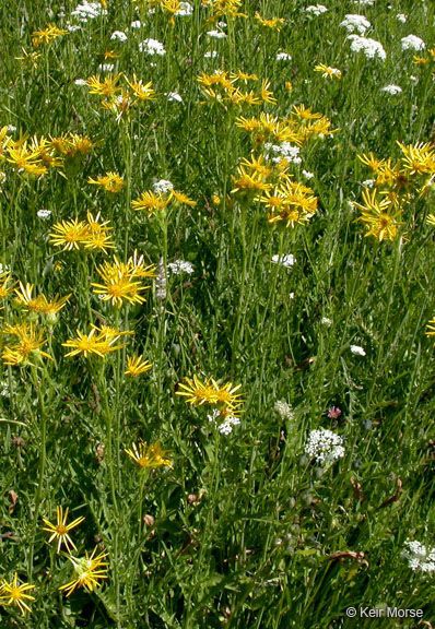 Senecio clarkianus — houseplant care guide