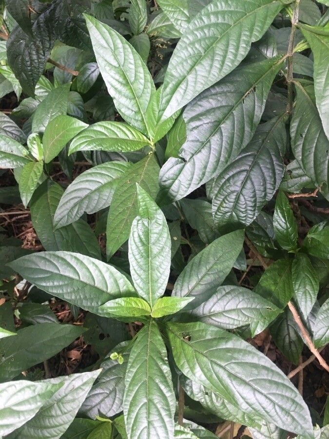 Ruellia subsessilis — search result for 'Ruellia'