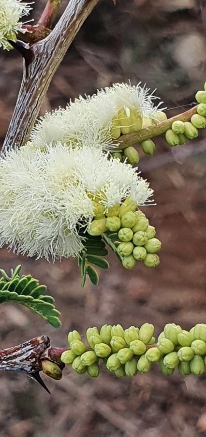 Acacia thomasii flower