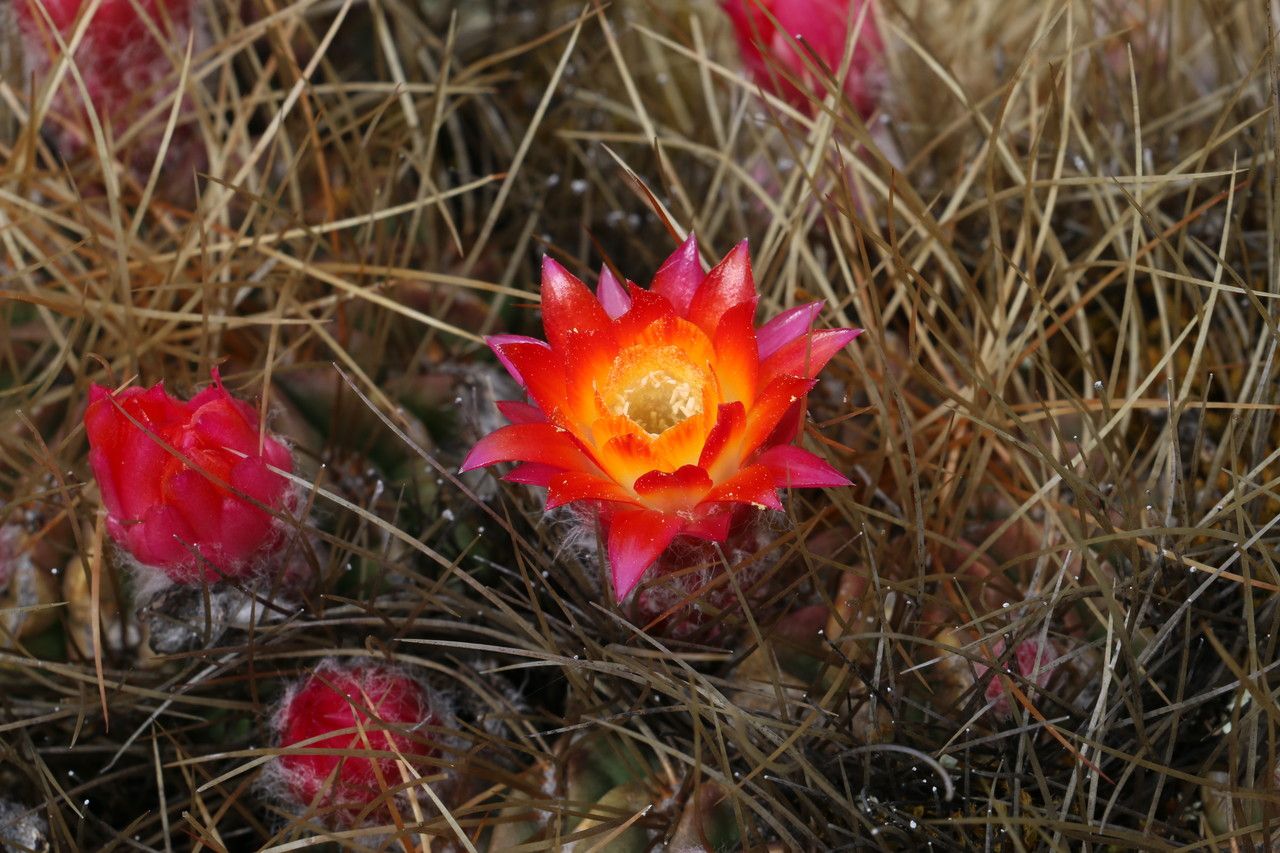 Lobivia pentlandii flower