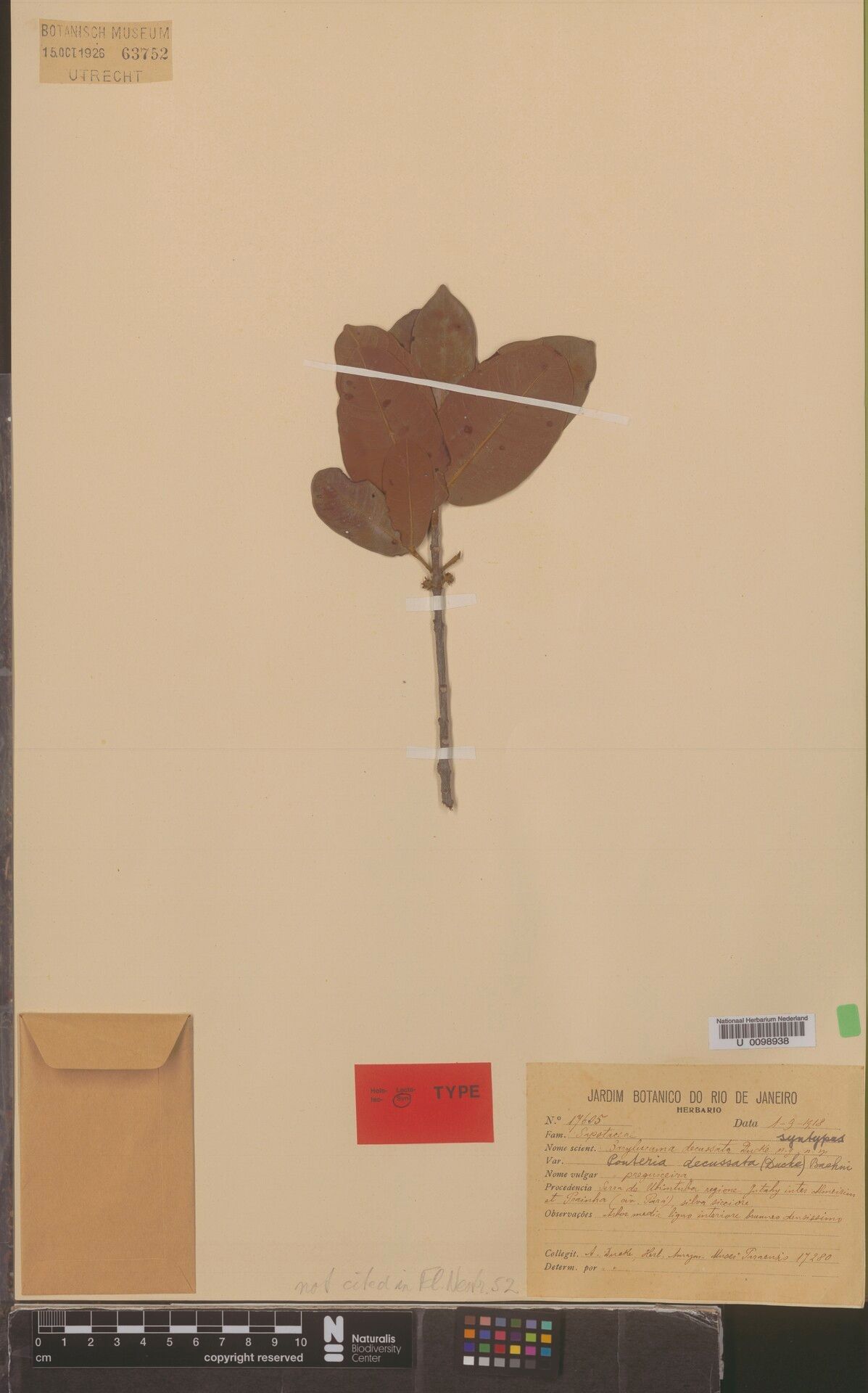 Pouteria decussata leaf