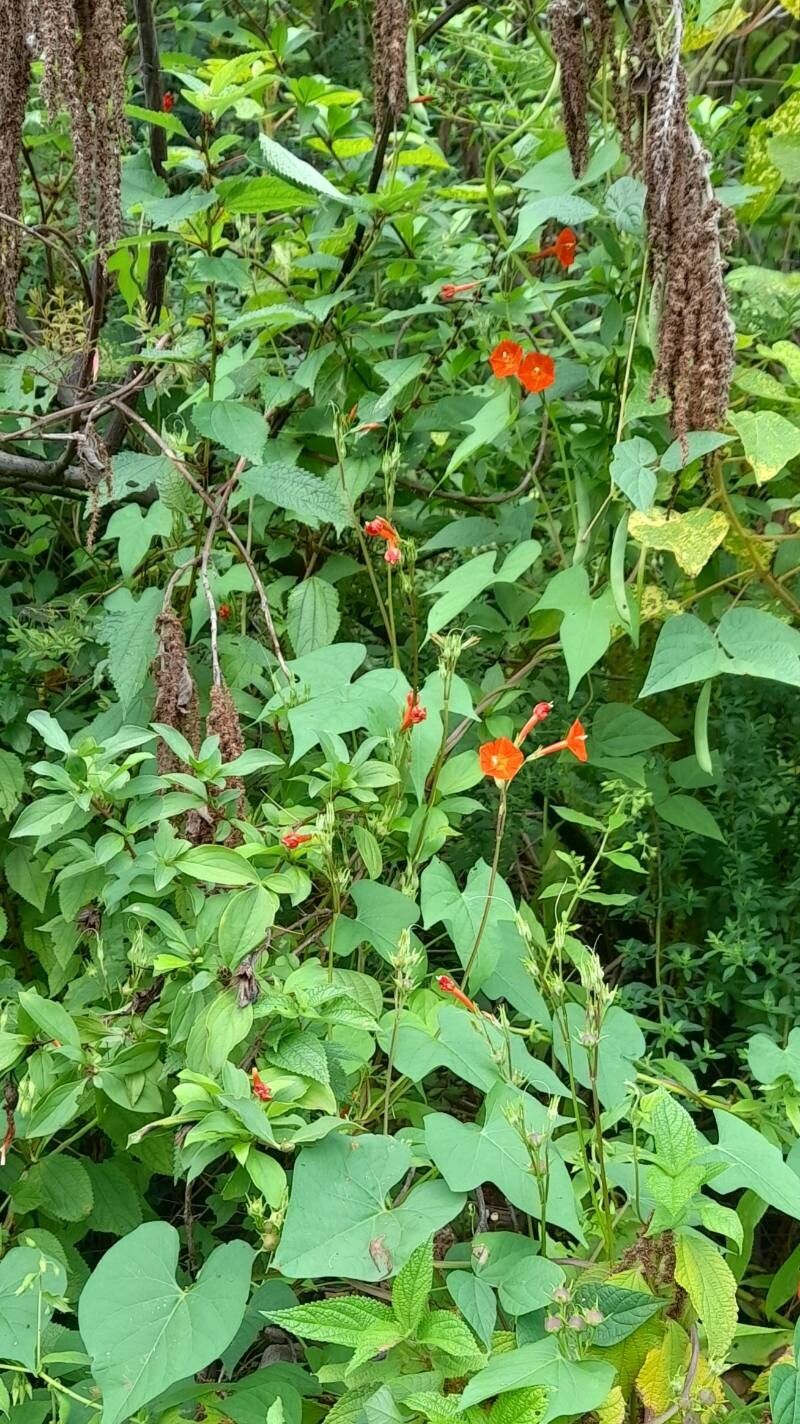 Ipomoea rubriflora habit