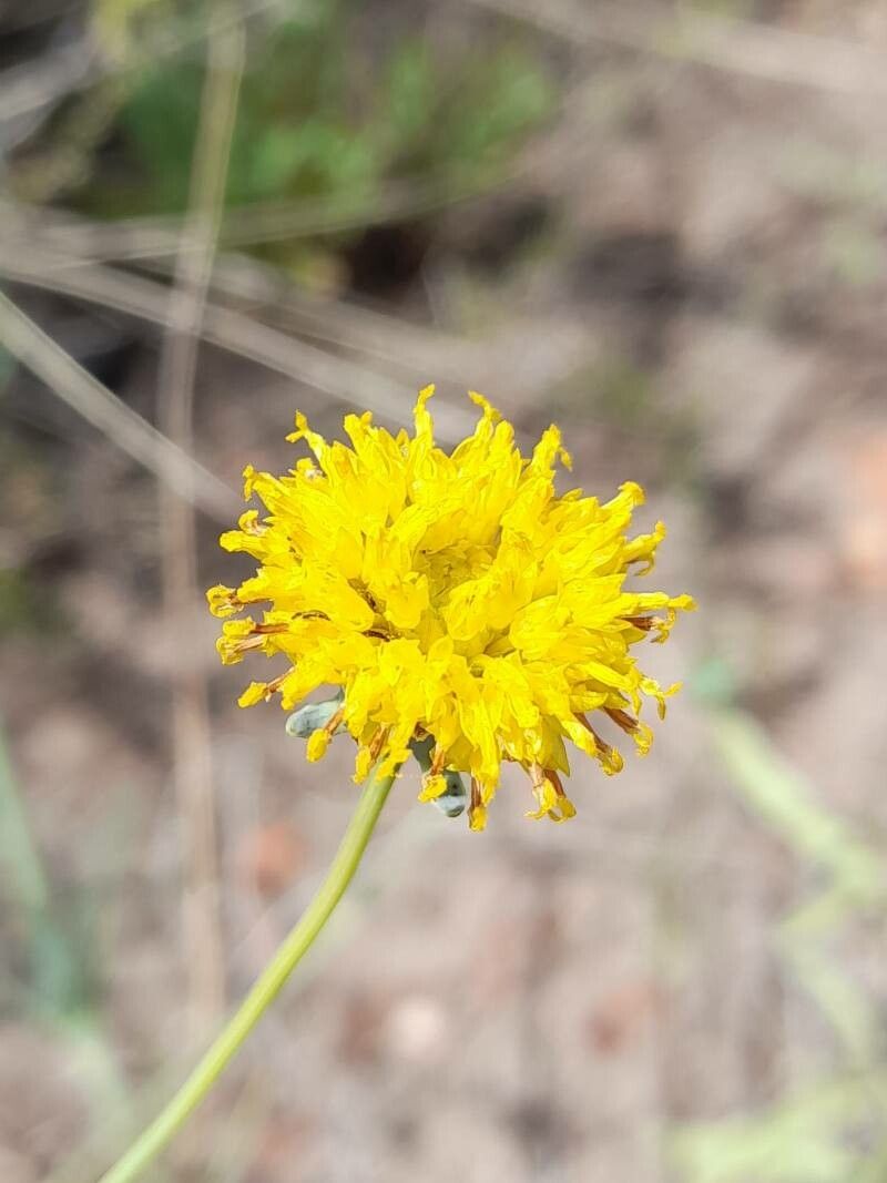 Thelesperma megapotamicum flower