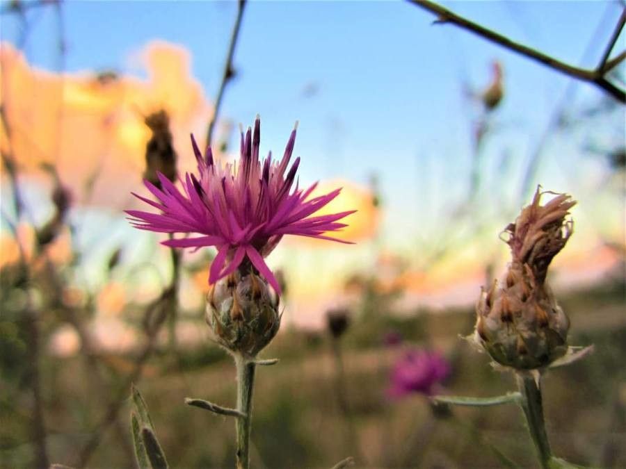 Centaurea arenaria — houseplant care guide