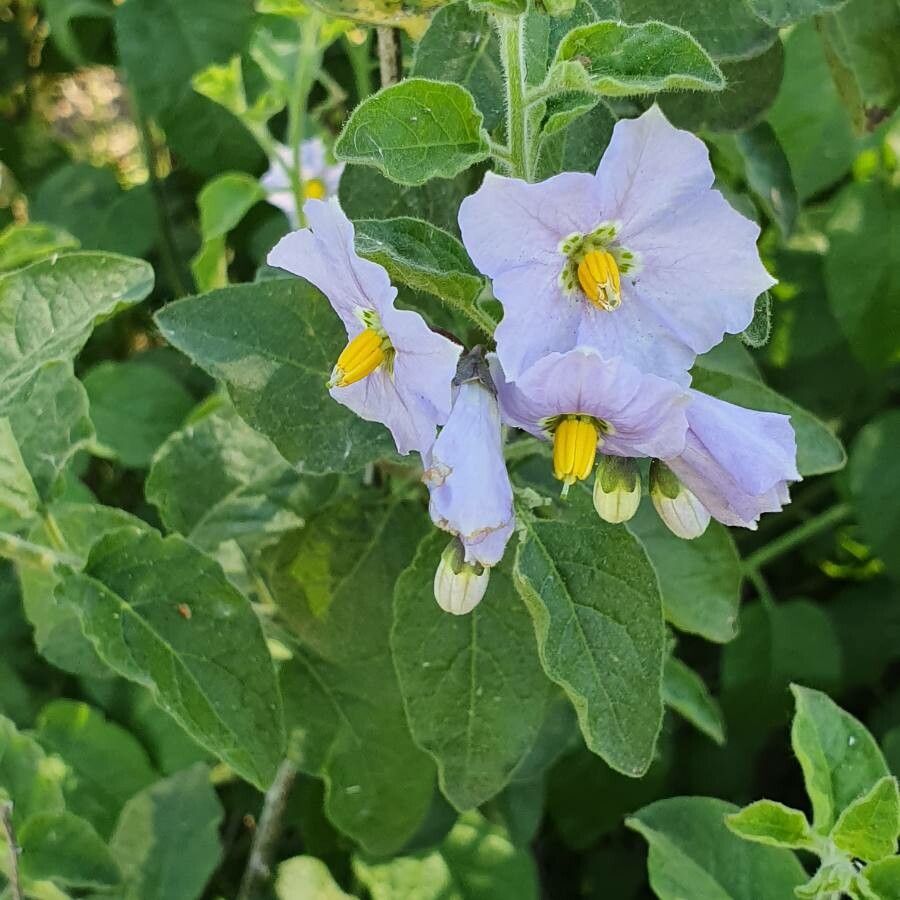 Solanum xanti flower