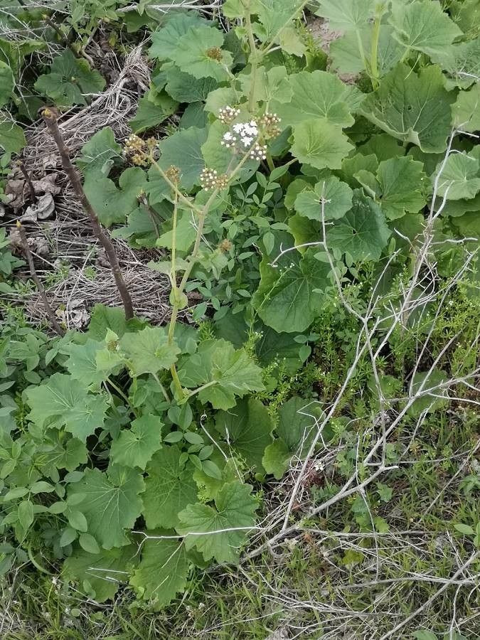 Pericallis murrayi — search result for 'Pericallis'