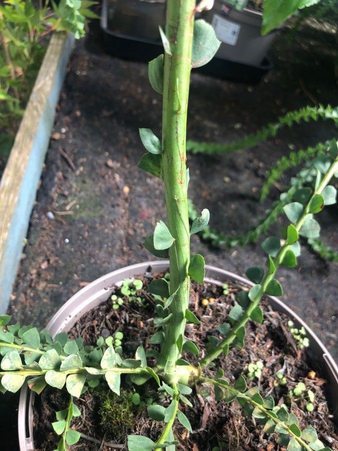 Acacia pravissima bark