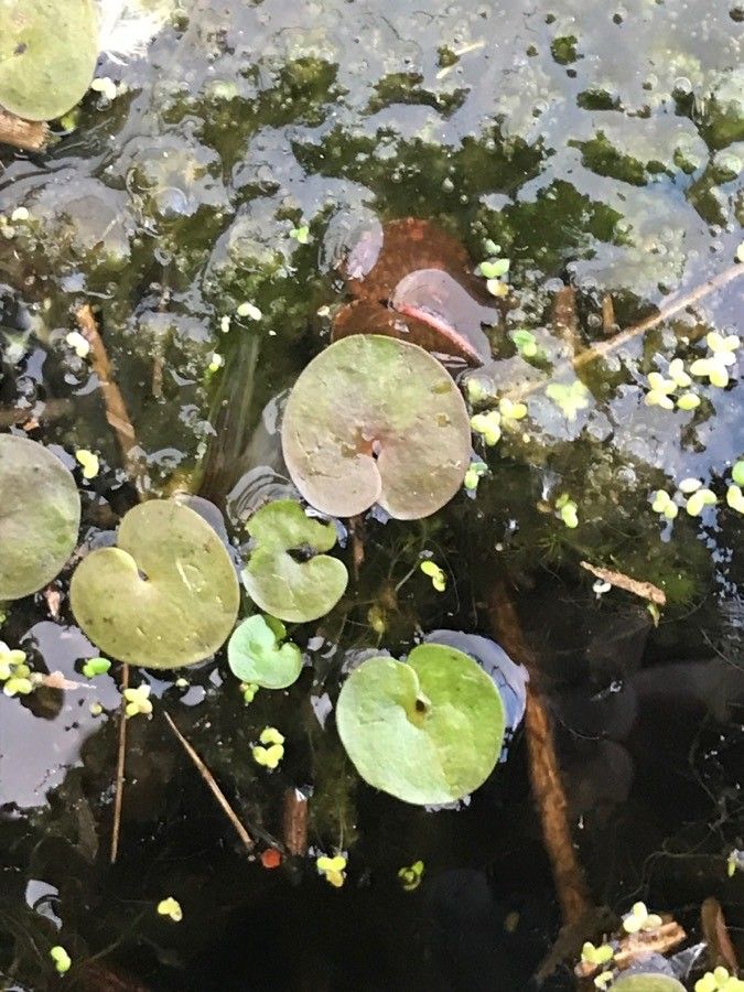 Hydrocharis morsus-ranae leaf