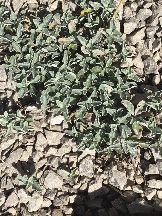 Teucrium aroanium leaf