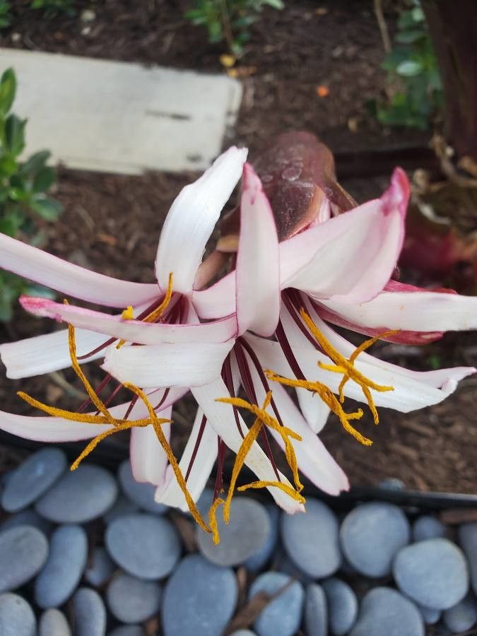 Erythronium hendersonii flower