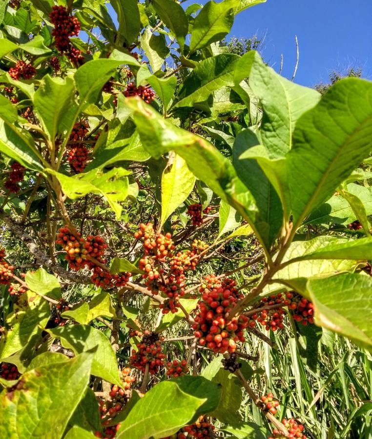 Aegiphila integrifolia other