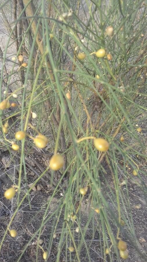 Retama sphaerocarpa fruit
