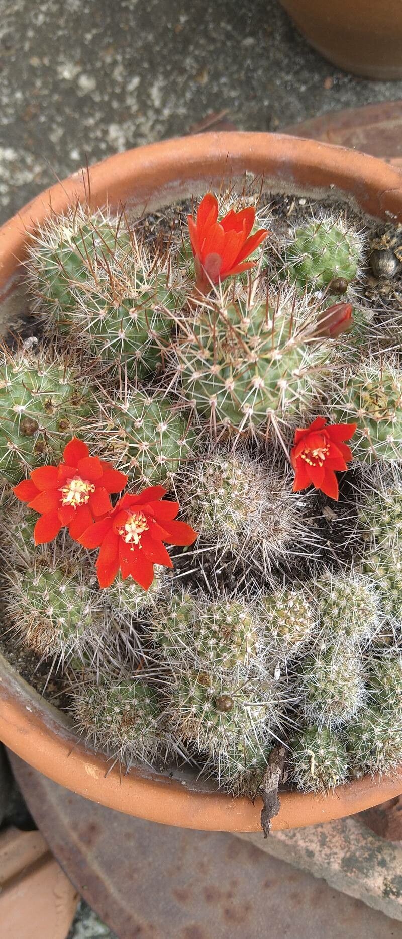 Rebutia deminuta flower
