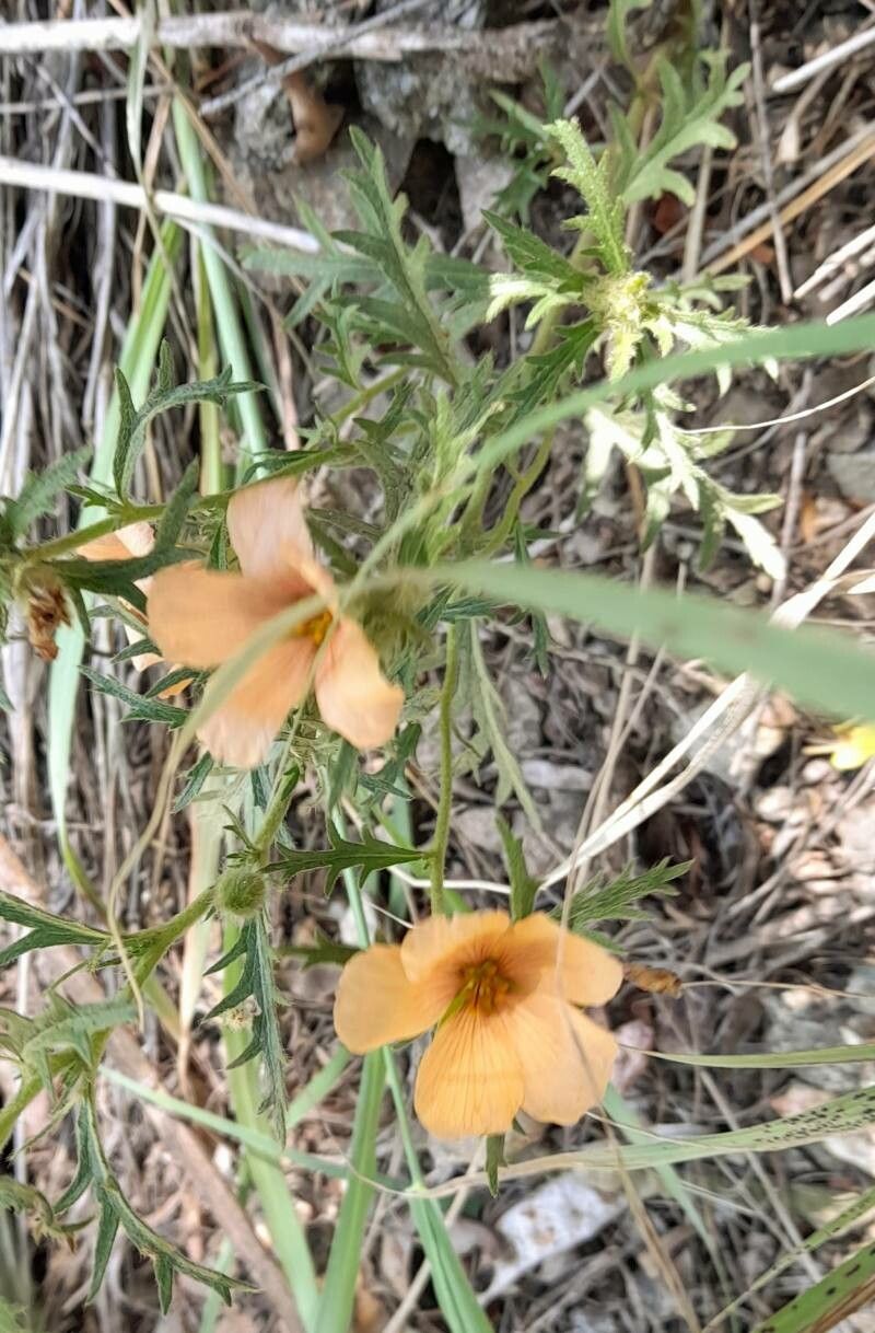 Turnera sidoides habit