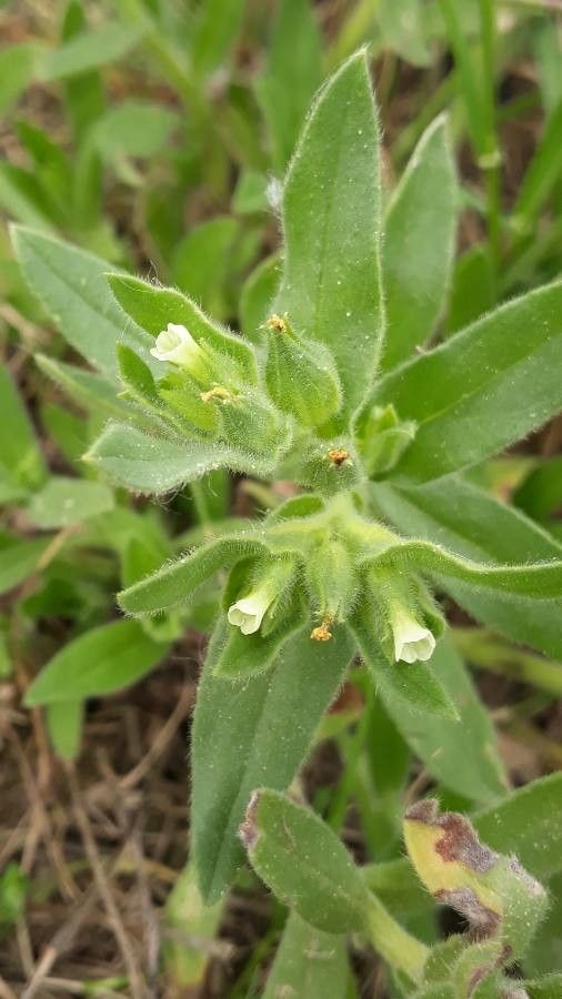 Nonea pallens — houseplant care guide