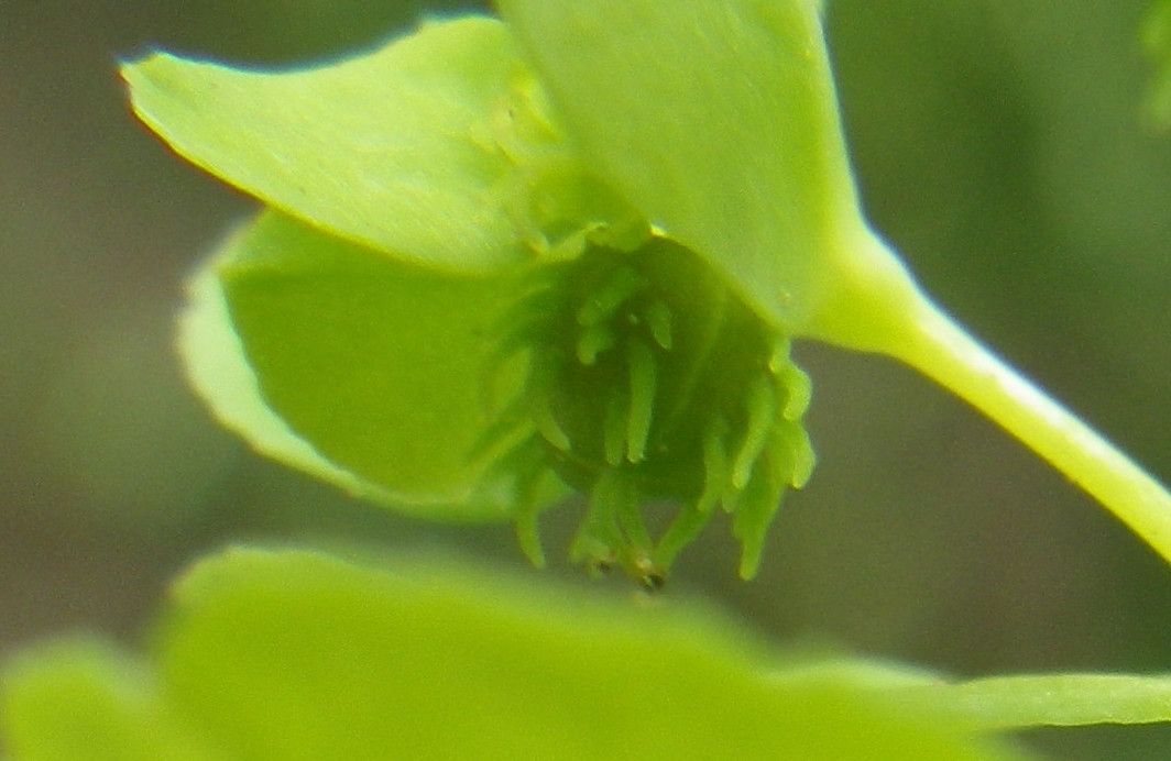 Euphorbia cuneifolia fruit