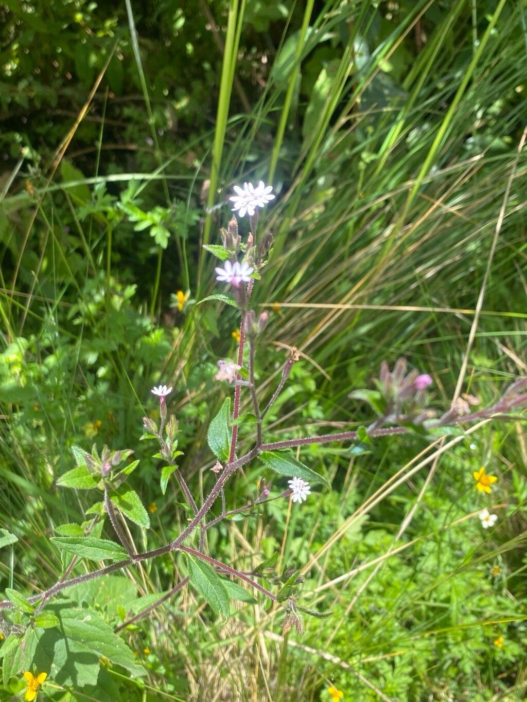 Stevia elatior — related species from the same genus
