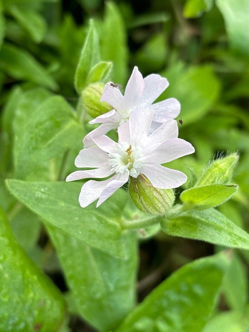Silene × isabeliae — houseplant care guide