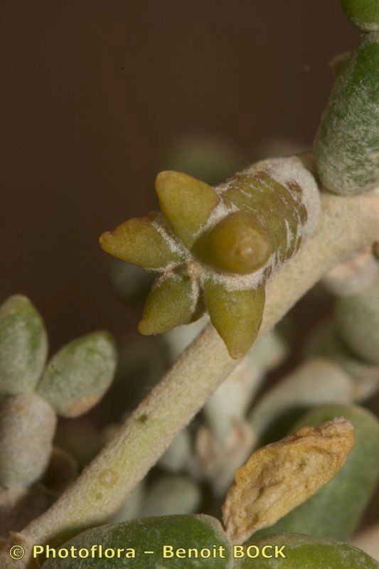 Zygophyllum gaetulum fruit