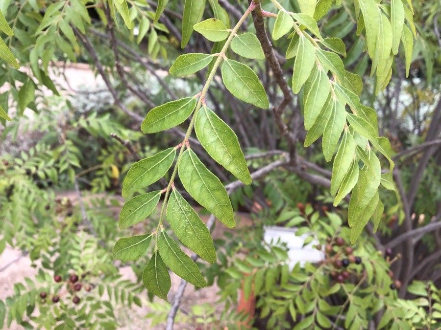 Clausena anisata — search result for 'Rutaceae'