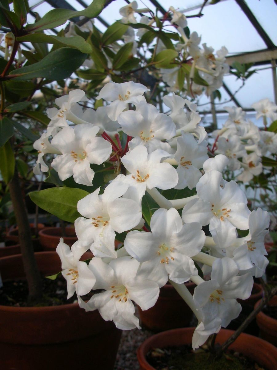 Rhododendron lambianum — houseplant care guide