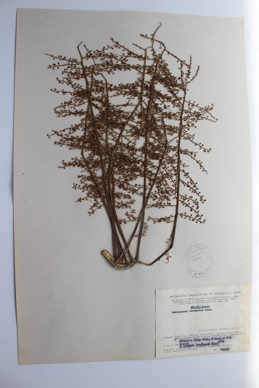 Aralia gigantea other