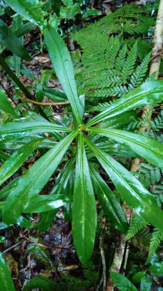 Tasmannia insipida — related species from the same genus