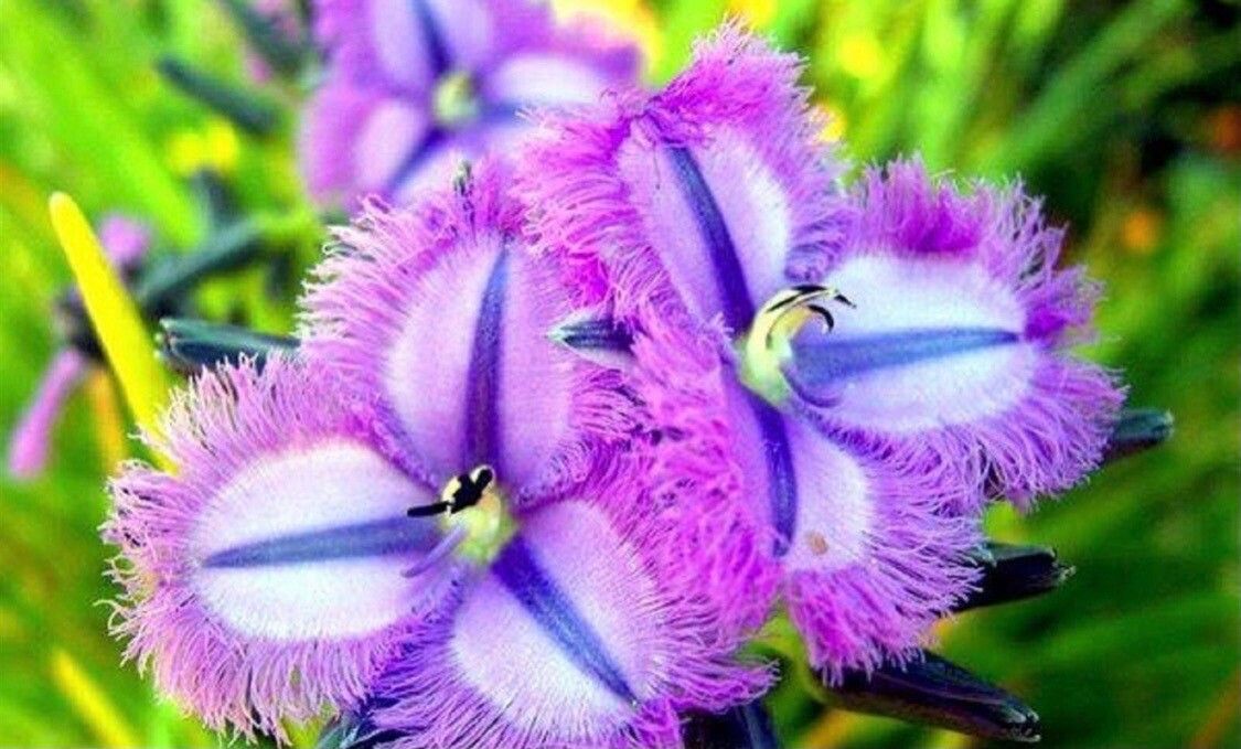 Thysanotus tuberosus — houseplant care guide