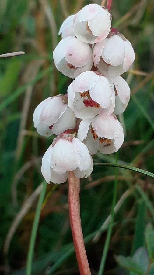 Pyrola minor flower