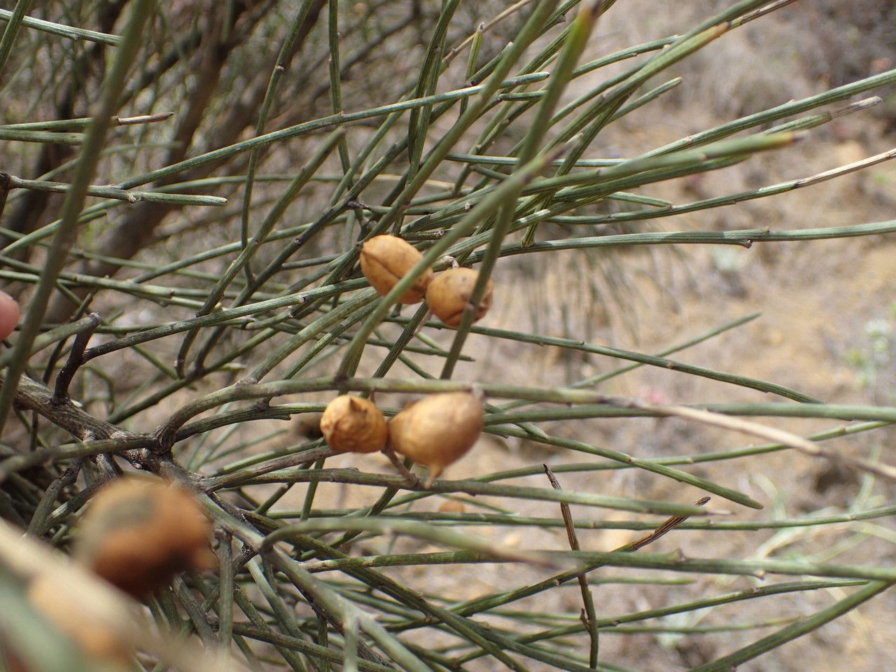 Retama rhodorhizoides fruit
