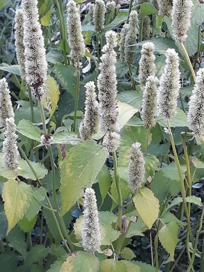 Agastache rugosa flower