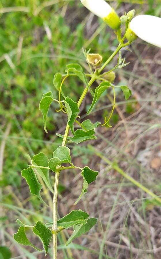 Amphilophium cynanchoides leaf