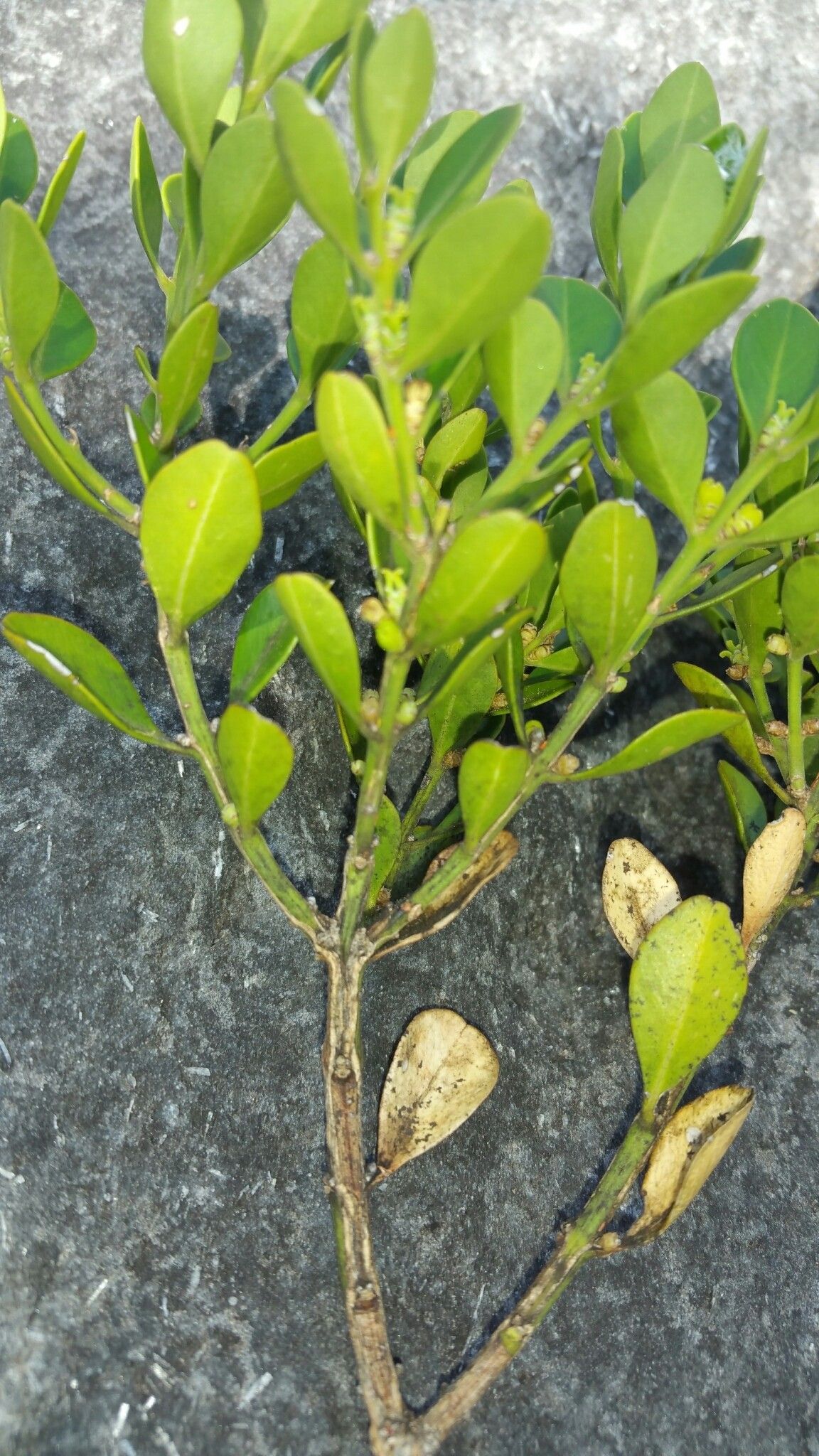 Buxus cipolinica leaf
