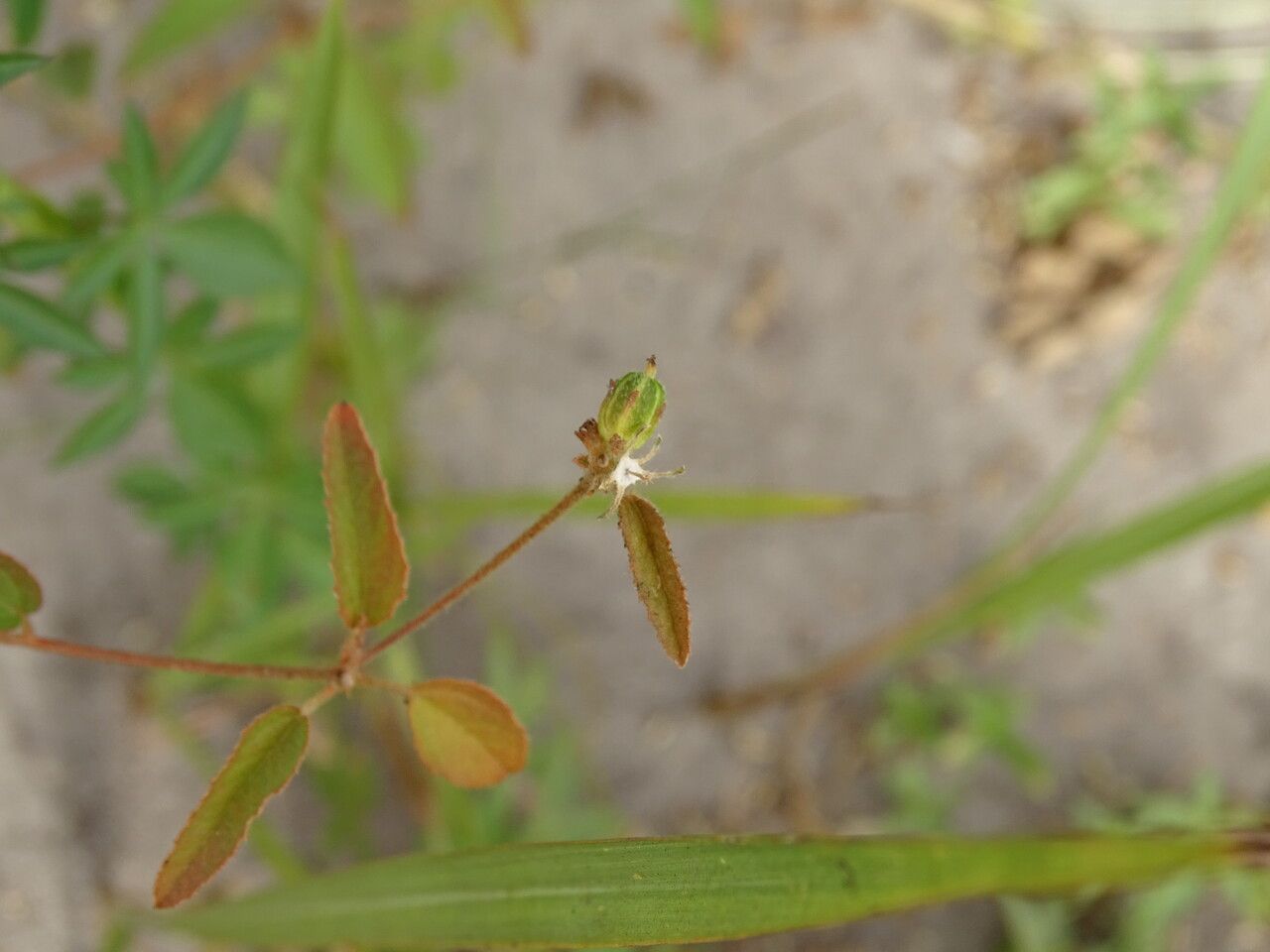 Croton hirtus flower