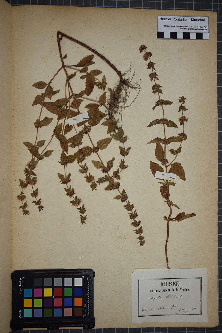 Mentha × verticillata other