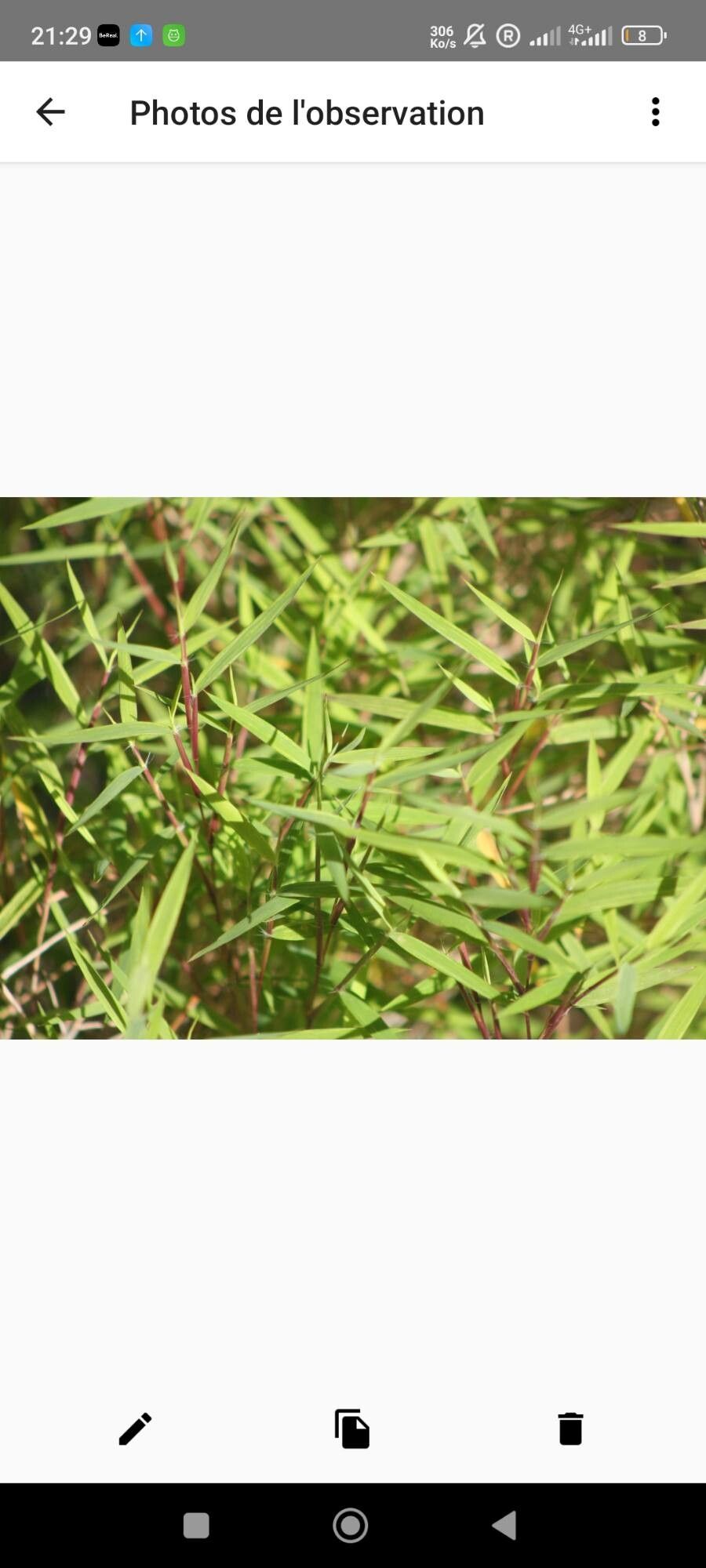 Pogonatherum crinitum leaf
