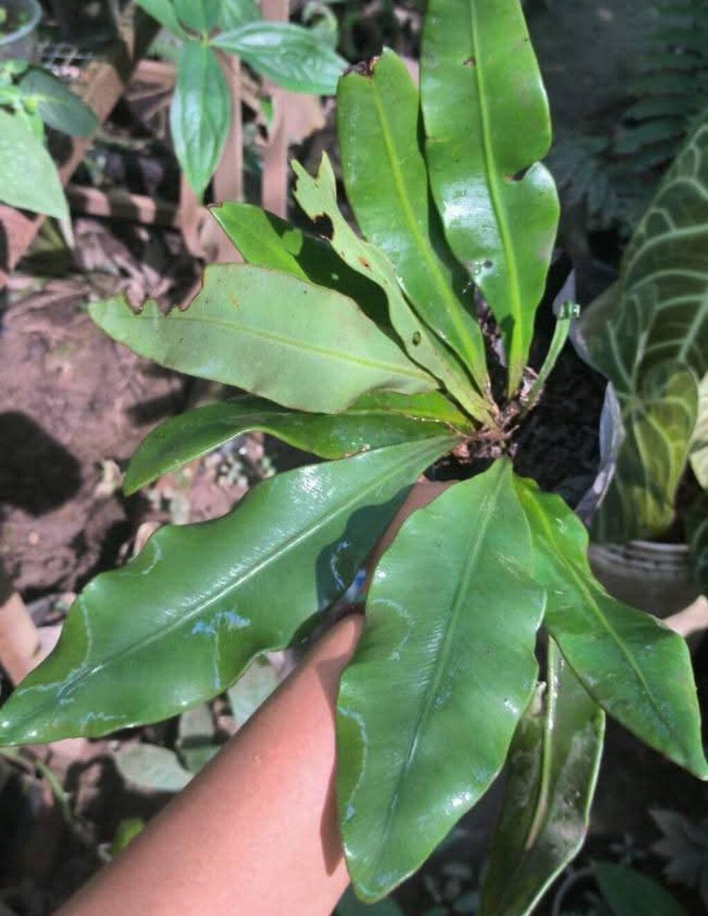 Elaphoglossum luridum — houseplant care guide