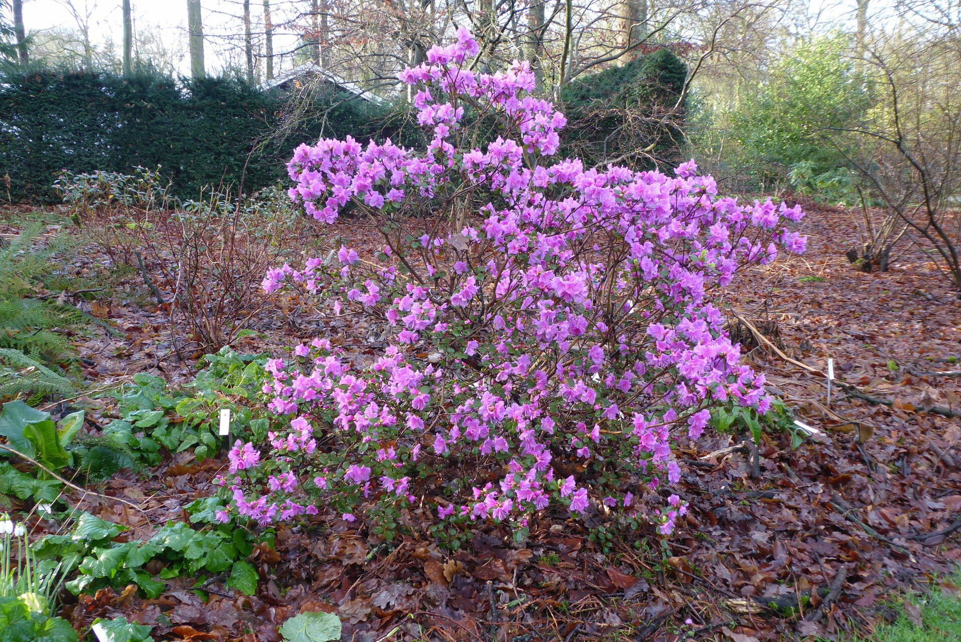 Rhododendron sichotense habit