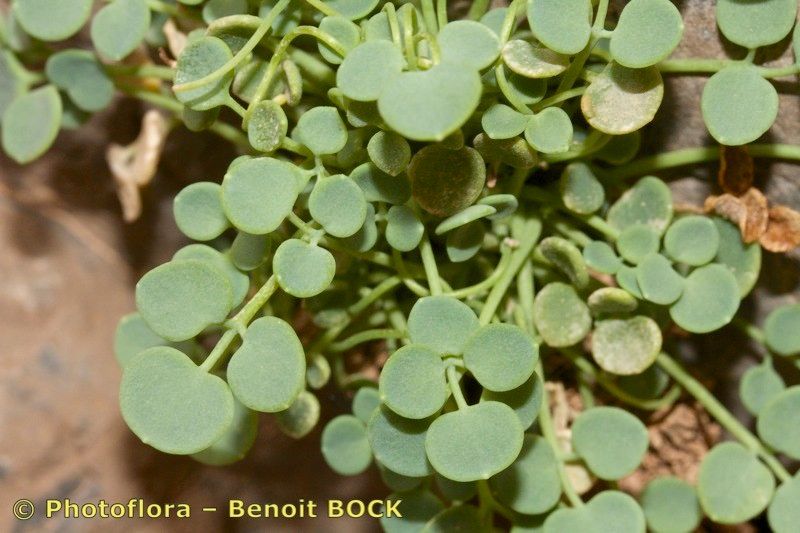 Sarcocapnos crassifolia — related species from the same genus