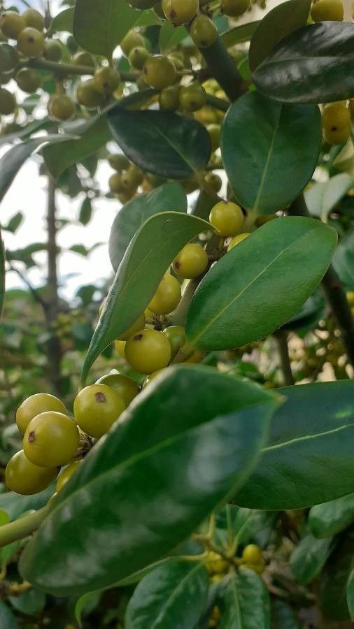 Lindera communis fruit