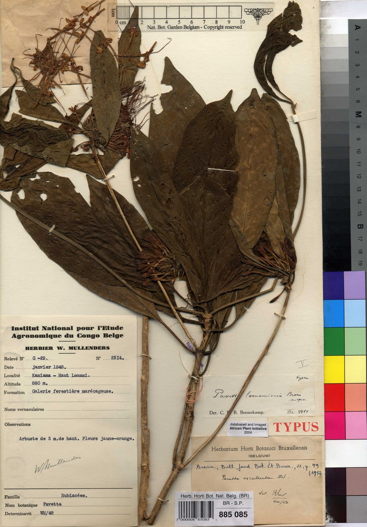 Pavetta lomamiensis — houseplant care guide