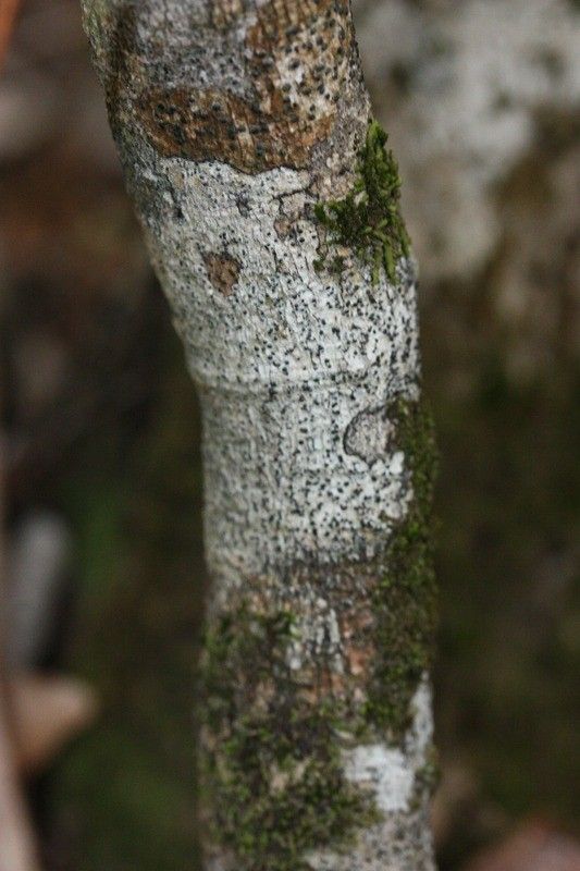 Vepris lanceolata bark